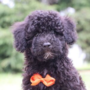 Bichonpoo Puppy Dexter