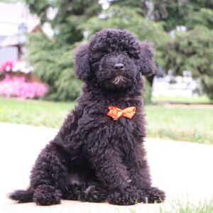 Bichonpoo Puppy Dexter