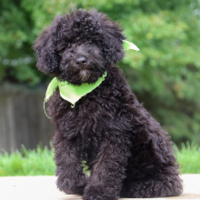 Bichonpoo Puppy Dexter