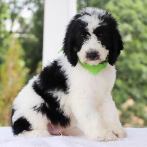 Bernedoodle Puppy Jasper