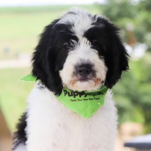 Bernedoodle Puppy Jasper
