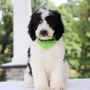 Bernedoodle Puppy Jasper