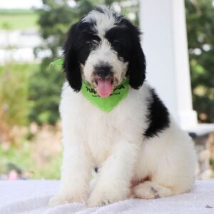 Bernedoodle Puppy Jasper