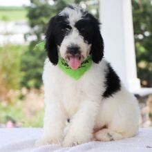 Bernedoodle Puppy Jasper
