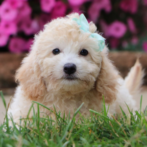 Bichonpoo Puppy Ellie
