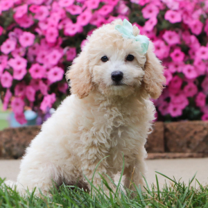 Bichonpoo Puppy Ellie