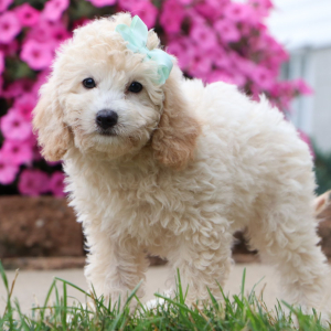 Bichonpoo Puppy Ellie