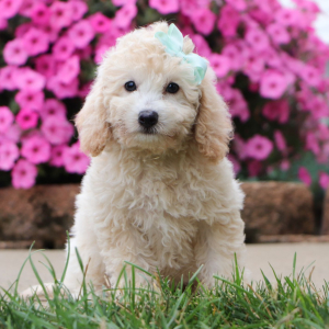 Bichonpoo Puppy Ellie