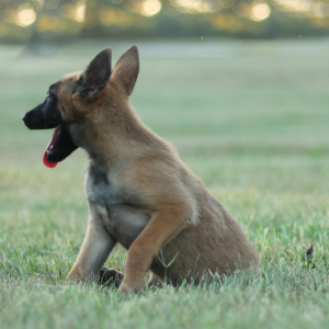 Belgian Malinois Puppy Aero