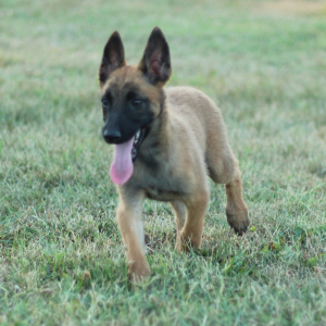 Belgian Malinois Puppy Aero