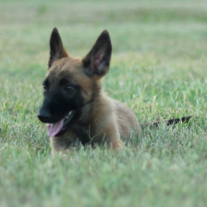 Belgian Malinois Puppy Aero