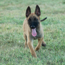 Belgian Malinois Puppy Aero