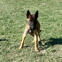 Belgian Malinois Puppy Aero