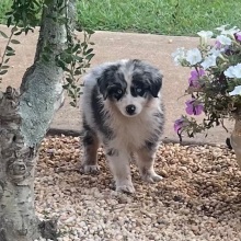 Australian Shepherd Puppy Radar