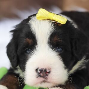 Bernedoodle Puppy Remy