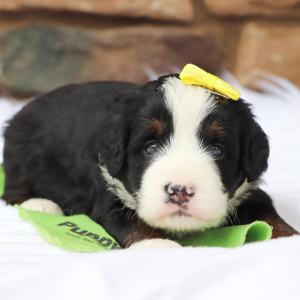 Bernedoodle Puppy Remy