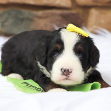 Bernedoodle Puppy Remy