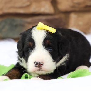 Bernedoodle Puppy Remy