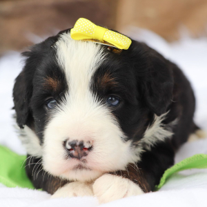 Bernedoodle Puppy Remy