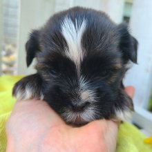 Shorkie Puppy Brielle