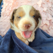 Australian Shepherd Puppy Howie
