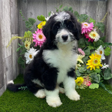 Bernedoodle Puppy Julie