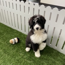 Bernedoodle Puppy Julie