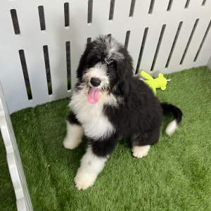 Bernedoodle Puppy Julie