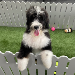 Bernedoodle Puppy Julie