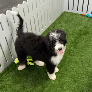 Bernedoodle Puppy Julie