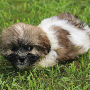Havashu Puppy Rocket
