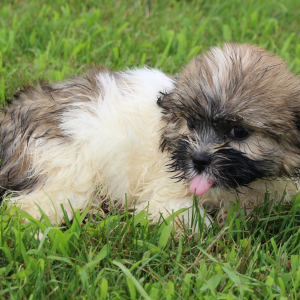 Havashu Puppy Rocket
