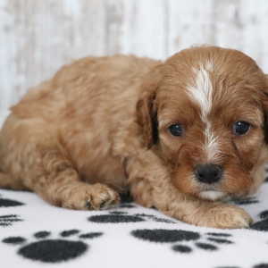 Cavapoo Puppy Tux