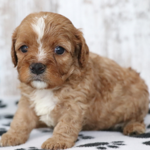 Cavapoo Puppy Tux