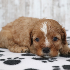 Cavapoo Puppy Tux