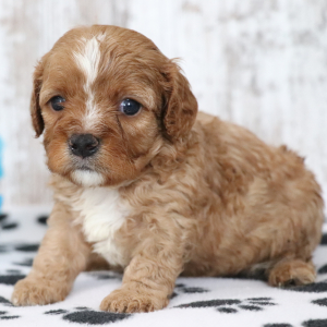 Cavapoo Puppy Tux