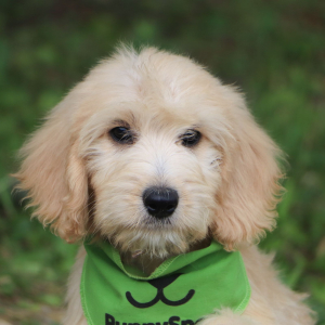 Goldendoodle Puppy Kelsie