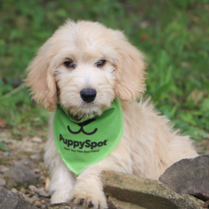 Goldendoodle Puppy Kelsie
