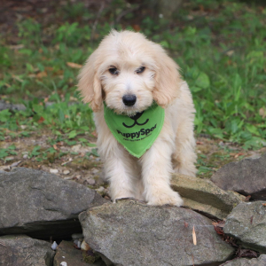 Goldendoodle Puppy Kelsie