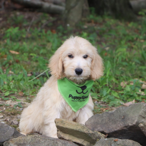 Goldendoodle Puppy Kelsie