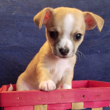 Chihuahua Puppy Hank