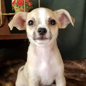 Chihuahua Puppy Hank