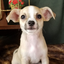 Chihuahua Puppy Hank