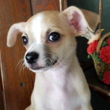 Chihuahua Puppy Hank