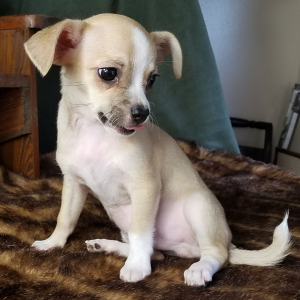 Chihuahua Puppy Hank