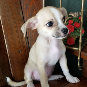 Chihuahua Puppy Hank