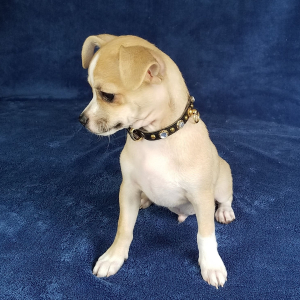 Chihuahua Puppy Hank