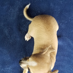Chihuahua Puppy Hank