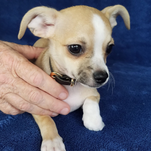 Chihuahua Puppy Hank