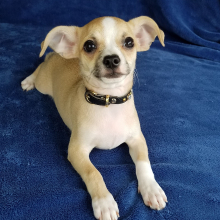 Chihuahua Puppy Hank